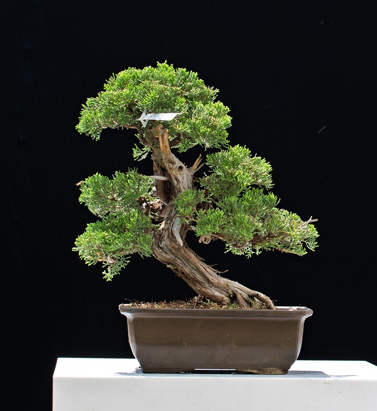 Inspirasi Terkini Bonsai Nie