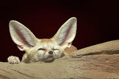 The photo shows a fennec sleeping on a stone. The fennec is a desert fox with large ears that lives in North Africa.