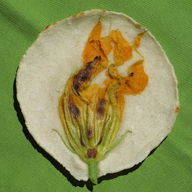 Fresh corn tortillas embossed with zucchini blossoms