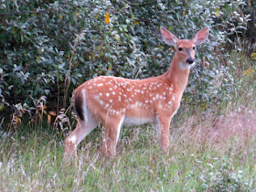 large spotted fawn