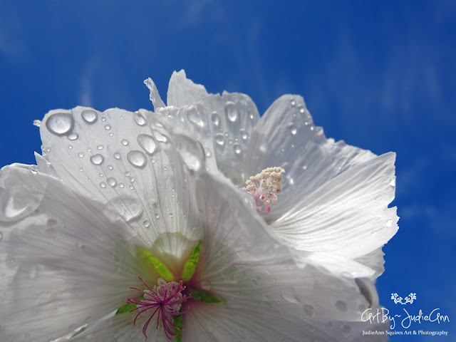 Raindrops On Mallow 6 Photo Series