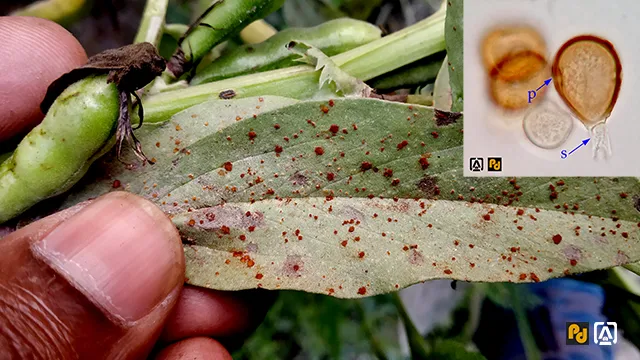 Rust of broad bean