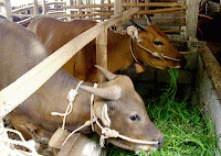 Maling-sapi-di-lombok