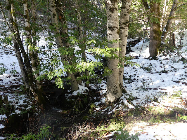 15: water among green trees