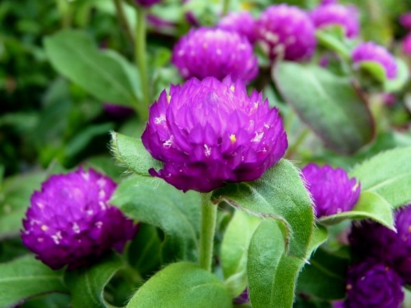 11 Manfaat Bunga Ratna Atau Kenop Untuk Kesehatan
