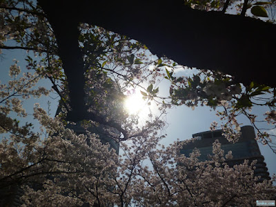 桜と太陽とビル