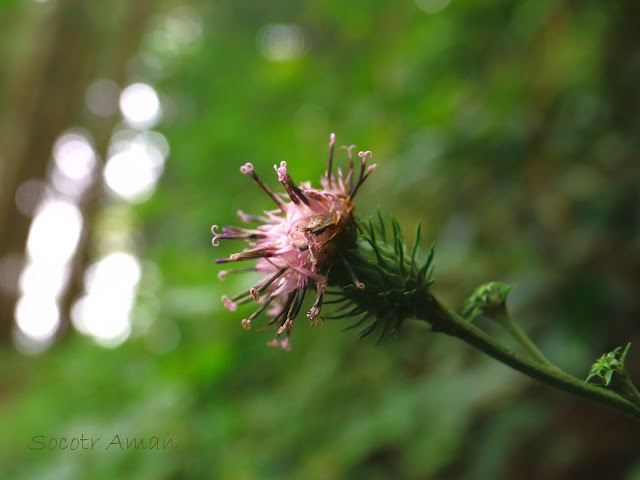 Saussurea sinuatoides