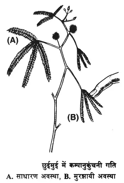 पौधों में वक्रण गतियाँ (curvature movements in plants)|hindi