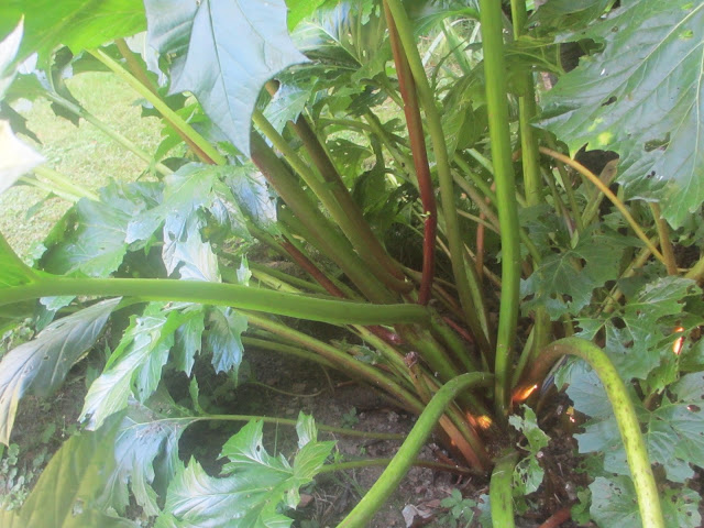 Acanthus bark