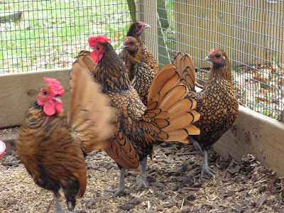 Chicken Coop with protection from the wind and rain