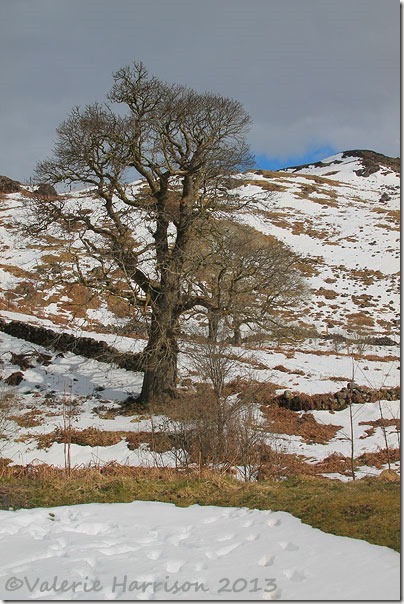 1-Galloway-Forest-Park