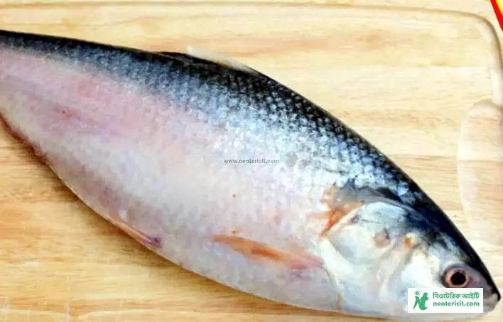 Hilsa Fish Image Download - How to Know Hilsa Fish - Hilsa Fish Price 2023 - elish mas - NeotericIT.com - Image no 10