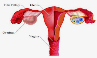 Organ Reproduksi Perempuan dan Fungsinya