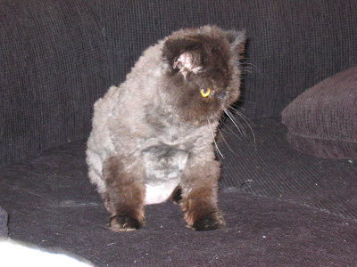 Shaved Pussy Cats