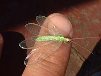 lacewing, spider mites predator