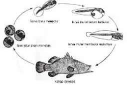 Siklus Hidup Ikan