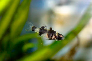 bumblebee goby tropical fish