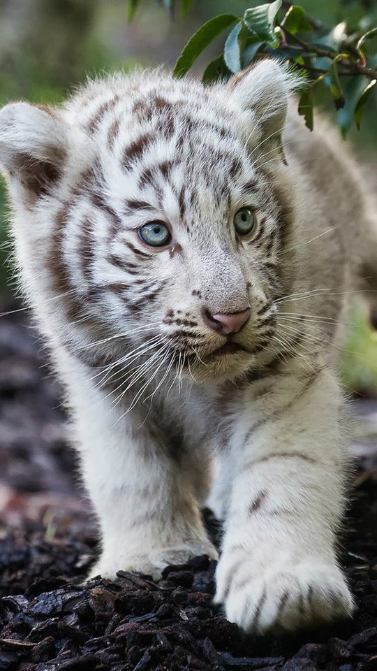 Cute Cub Bengal White Tiger 540x960 Wallpaper