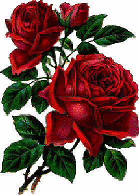 roses-8