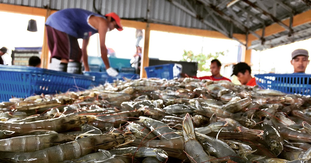 5 Daerah Penghasil Udang Terbesar di Indonesia Oshrimp