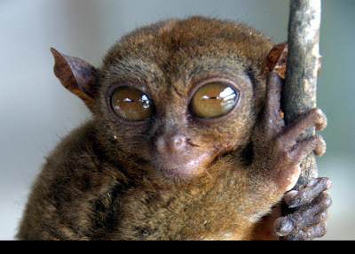 Tarsier