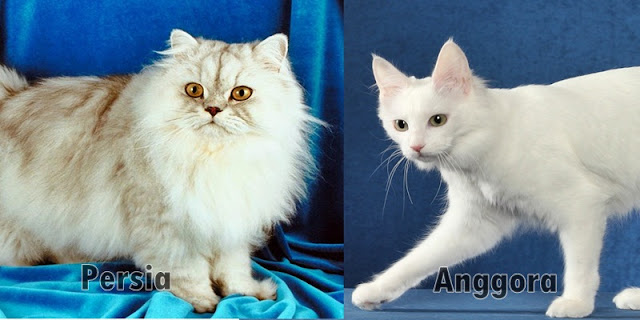 5 Perbedaan Kucing Anggora dan Kucing Persia