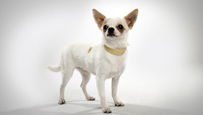 Chihuahua Dog Picture