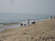 Dogs at play on the beach early in the morning. Posted by Ron at 8:05 PM (dogs on the beach)