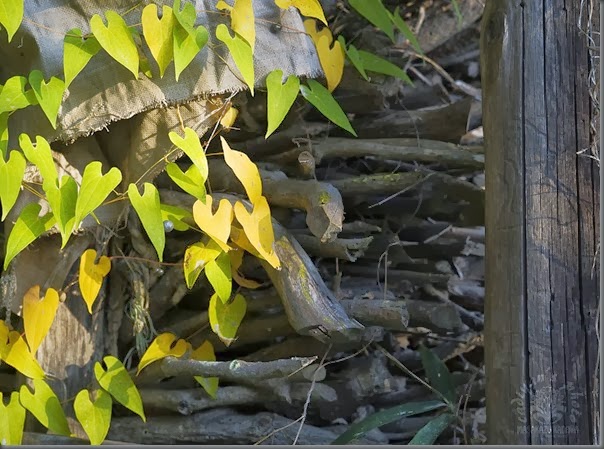 D700_2013-11-07_010