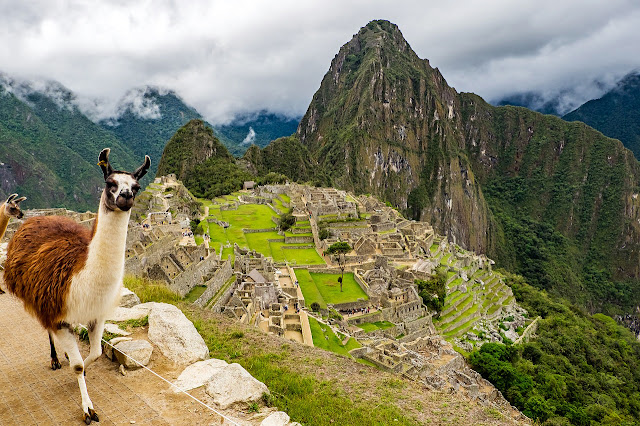 Llama en Machu Picchu