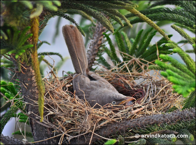 Jungle Babbler, Nest,