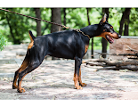 The Doberman Pinscher was developed in Germany during the late 19th century by a tax collector named Karl Friedrich Louis Dobermann