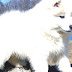 American Eskimo Dog - Toy American Eskimo Dog Breeders