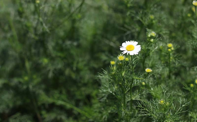 Mayweed Flowers Pictures