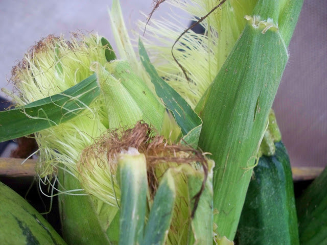 fresh organic corn from the farm