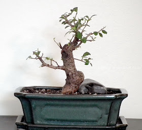  Sudowoodo bonsai(Fukien Tea)