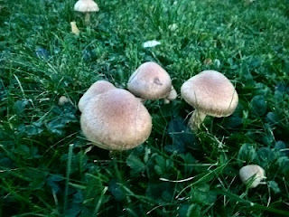 button mushroom, farming of mushroom