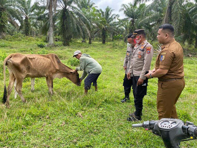 Bhabinkamtibmas Polsek Labuhan Ruku Cek Peternakan Lembu di Desa Benteng Jaya