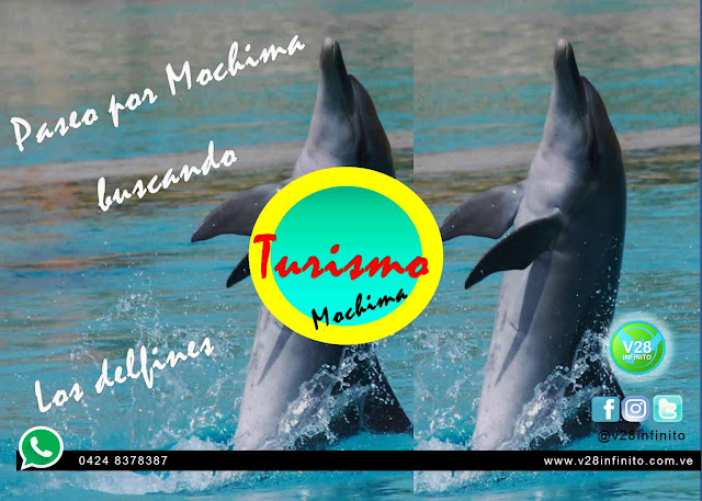 imagen paseo isla mochima delfines 