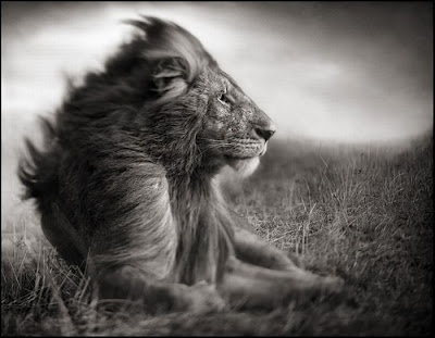 Wildlife Photography by Nick Brandt Seen On  www.coolpicturegallery.us