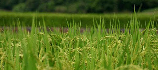 PROYECTAN UNA COSECHA DE ARROZ INFERIOR A LA ANTERIOR