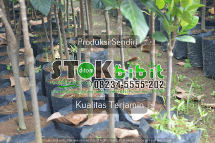 Delima                                      buah delima putih untuk kesuburan