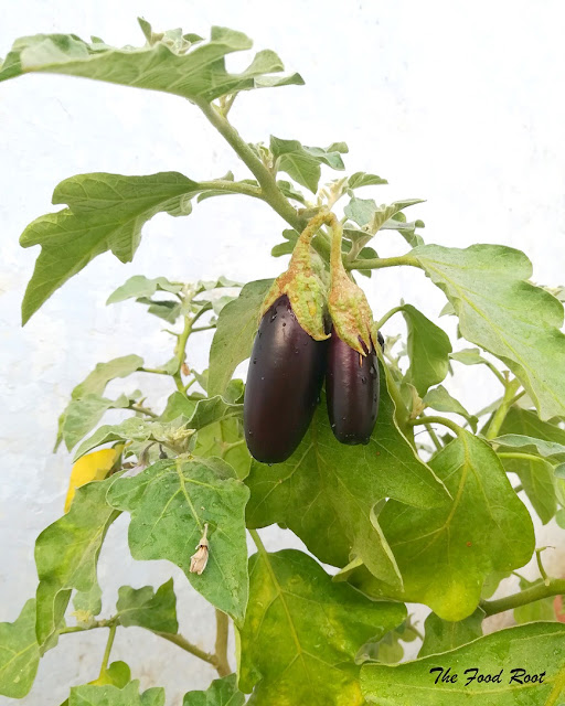 Japanese aubergine are long and narrow with edible seeds. They are usually 4-5 inches long and 1-2 inches wide. 