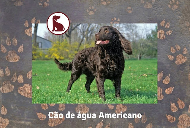 Cão de água americano