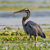 Purple Heron