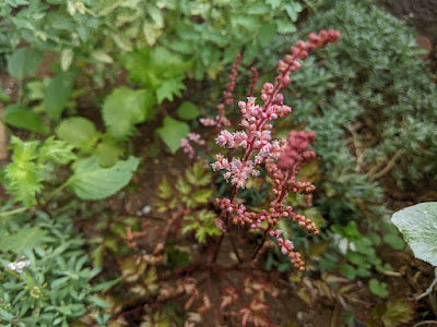 アスチルベ・キーウェストの花