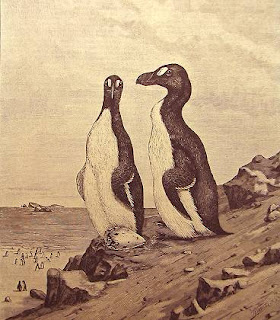 great auk penguin