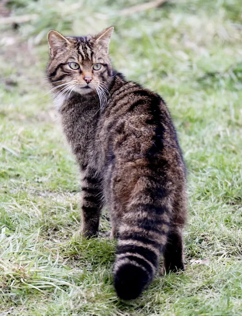 Scottish wildcat. A hybrid or a genuine wildcat? It's hard to tell the difference from appearance. You have to do DNA testing. This picture, I believe, as in the public domain.