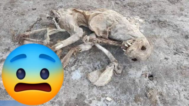 ¿Perro, gato o chupacabras? Hallan "apocaliptico" animal momificado en playa de México 