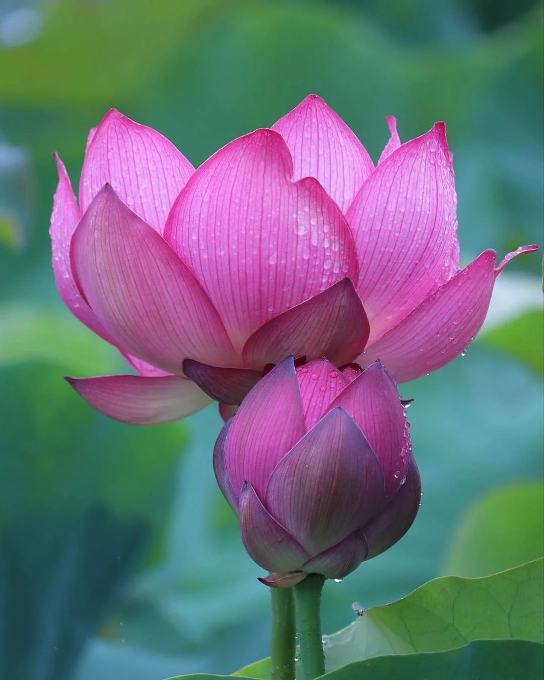 পদ্ম ফুলের ছবি, পিকচার ডাউনলোড - Lotus flower NeotericIT.com